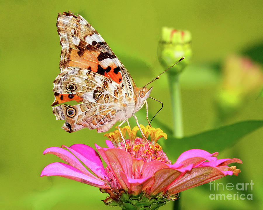 Butterfly101 Photograph