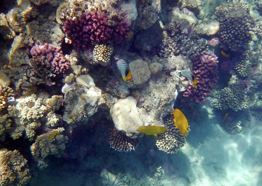 Butterflyfish And Corals In The Red Sea Photograph by Johanna Hurmerinta