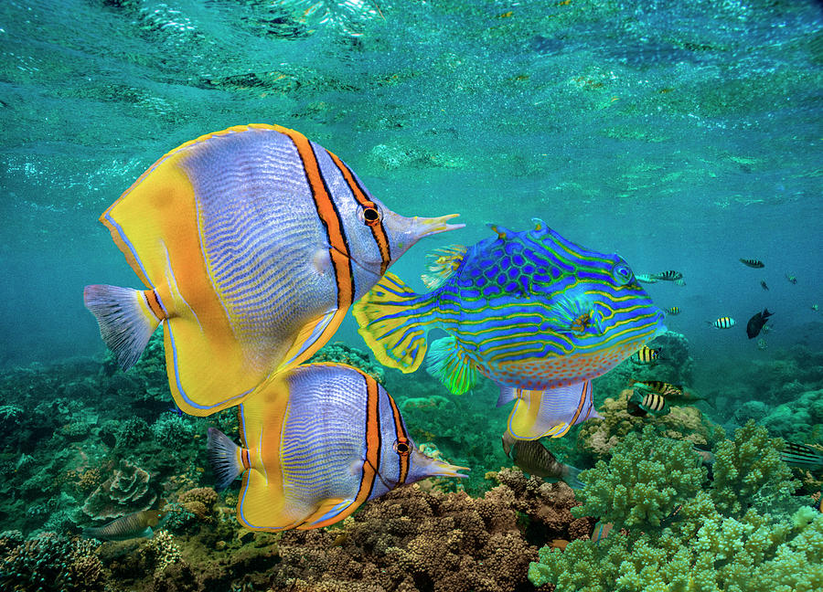 Butterflyfish And Horned Boxfish, Coral by Tim Fitzharris Butterflyfish And Horned Boxfish, Coral by Tim Fitzharris