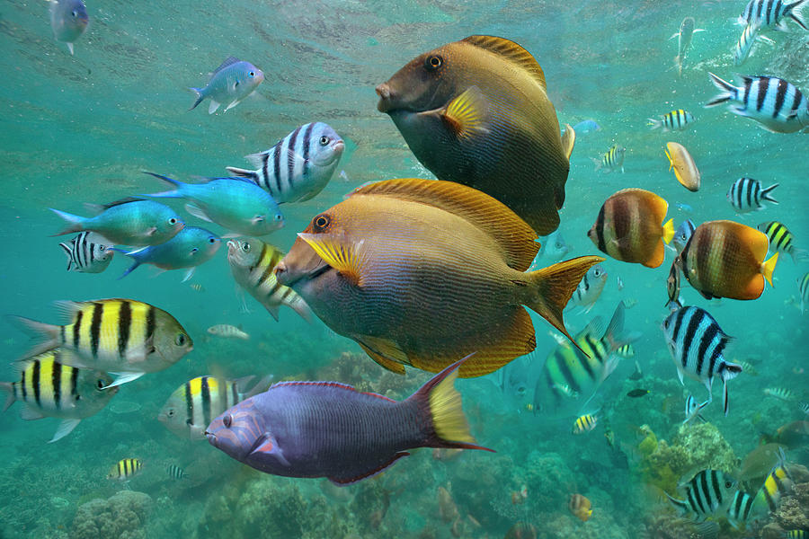 Butterflyfish, Damselfish, Sergeant, Ray-finned Fish, And Wrasse, Philippines Photograph by Tim Fitzharris