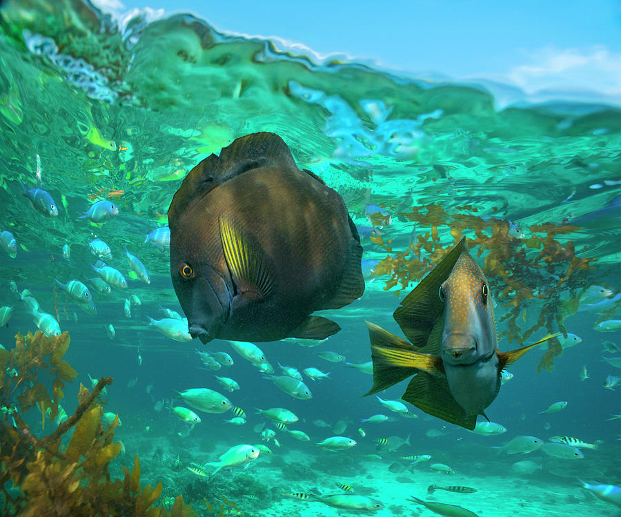Butterflyfish Pair And Blue Chromis, Balicasag Island, Philippines Photograph by Tim Fitzharris