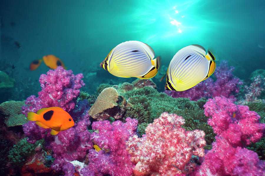 Butterflyfish Swimming Over Coral Reef Photograph by Georgette Douwma