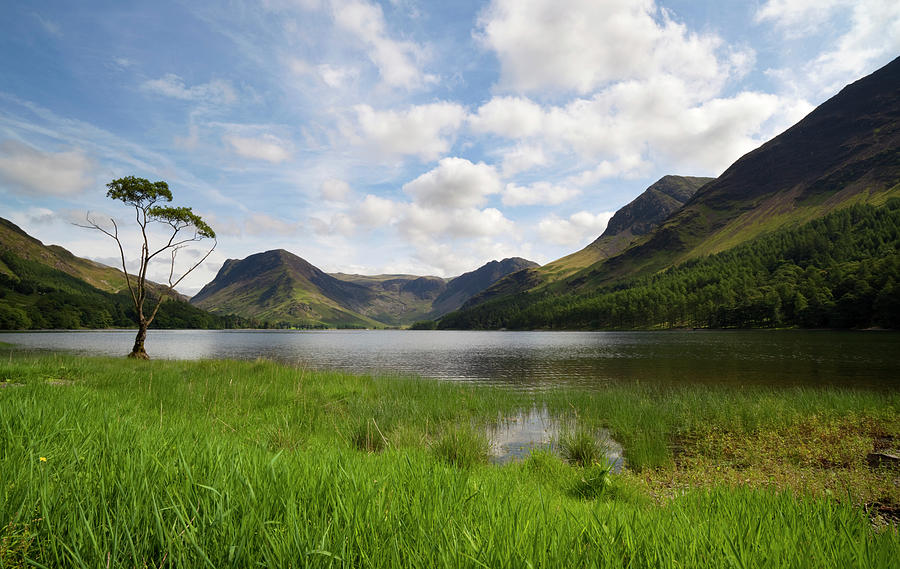 Buttermere Lakeside Tree Photograph by Simonbradfield