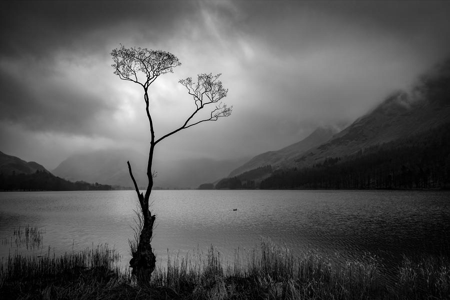 Black And White Photograph - Buttermere Tree by Gavin Duncan
