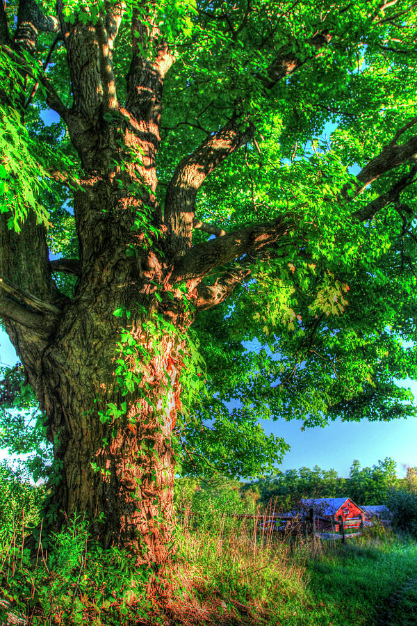 Tree Photograph - Butterville Road Vertical by Robert Goldwitz