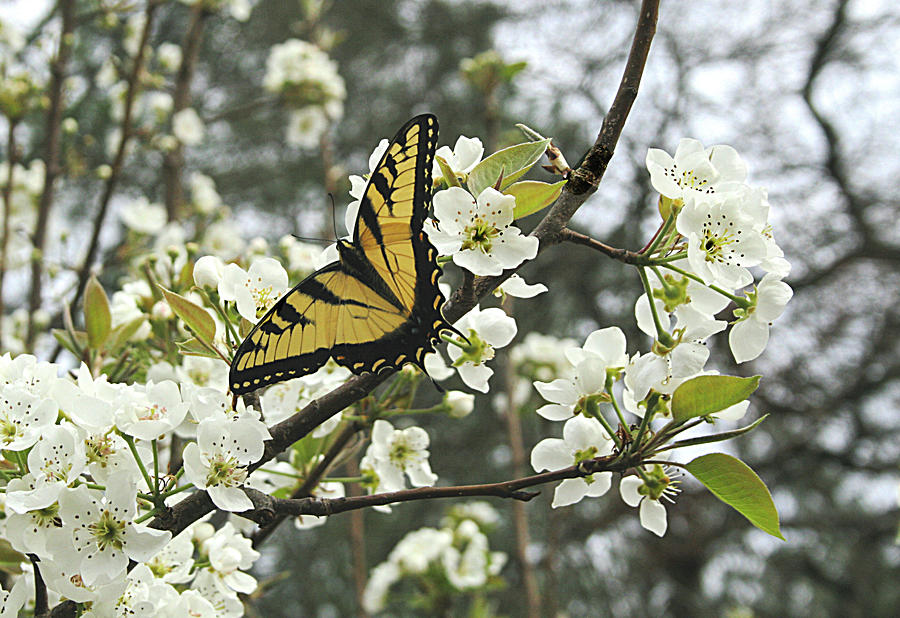 Butterfly Photograph - Buttierfly on Pear Blooms by Cathy Harper