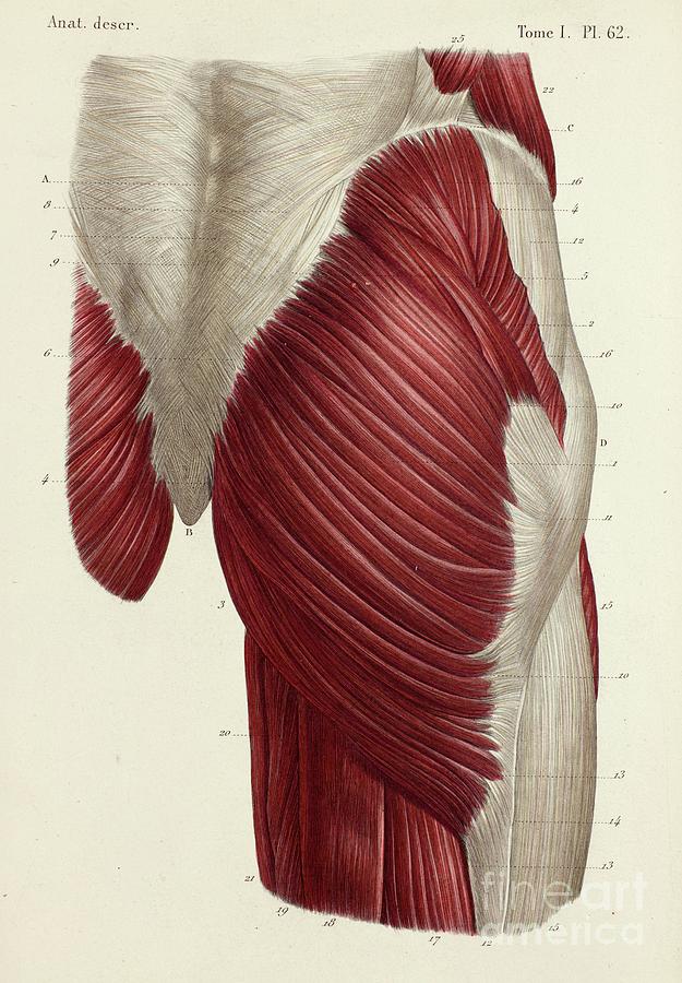 Buttock Muscles Photograph By Science Photo Library 1304