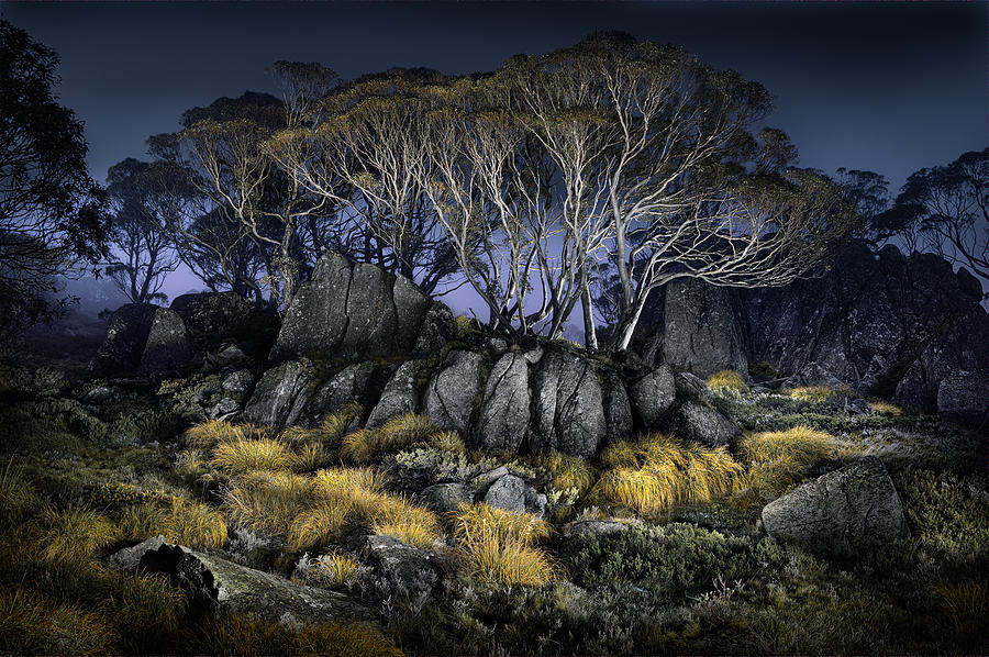 Night Photograph - Button Grass - Charlottes Pass by Francis Keogh