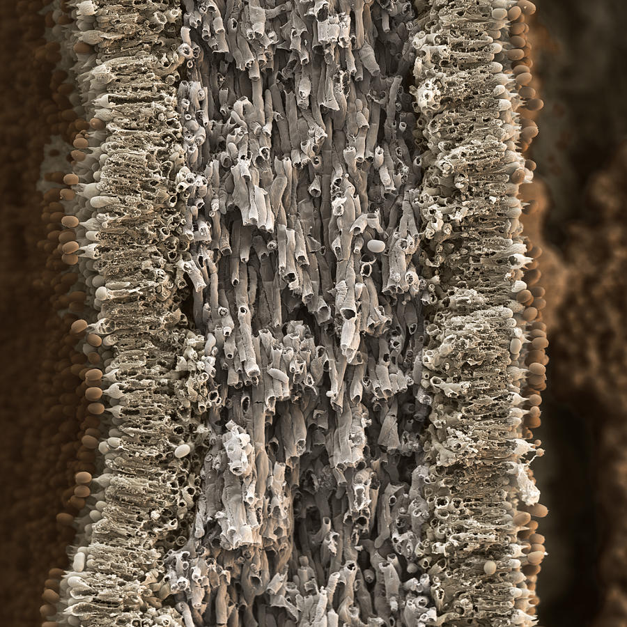 Mushroom Photograph - Button Mushroom Spores by Meckes/ottawa