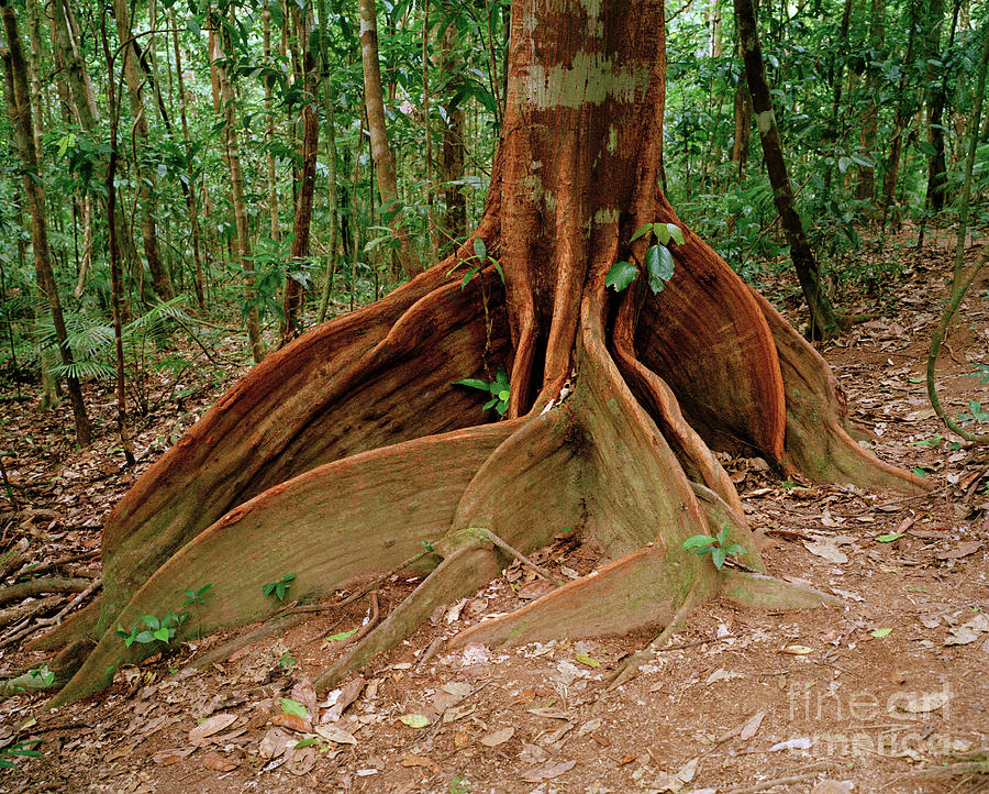 Buttress Roots Photograph by Colin Cuthbert/science Photo Library