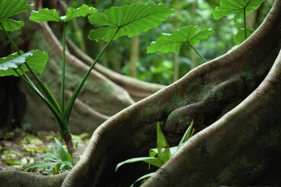 Buttress Roots In Tropical Rainforest Photograph by Ippei Naoi