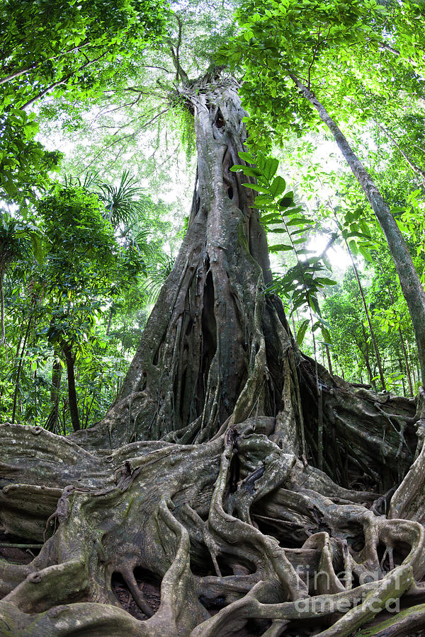 Buttress Roots Of Giant Strangler Fig Tree (ficus Sp.) Photograph by ...