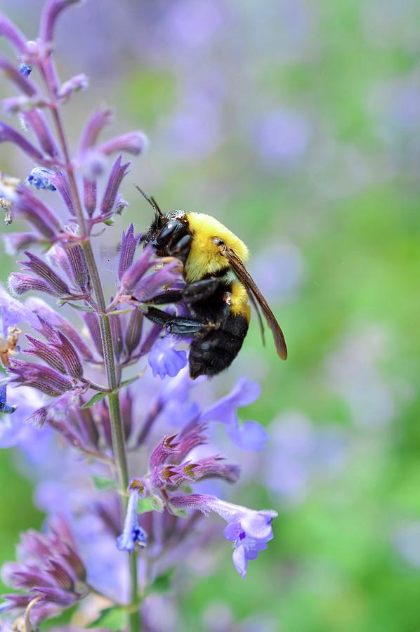 Buzz Off by Shannon Kelly Buzz Off by Shannon Kelly