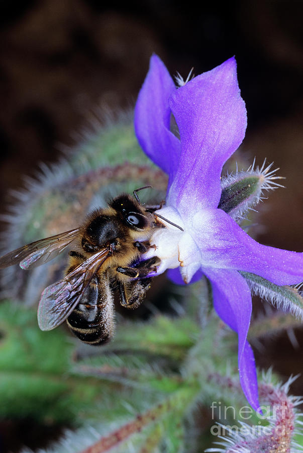 Wildlife Photograph - Buzz Pollination by Dr. John Brackenbury/science Photo Library