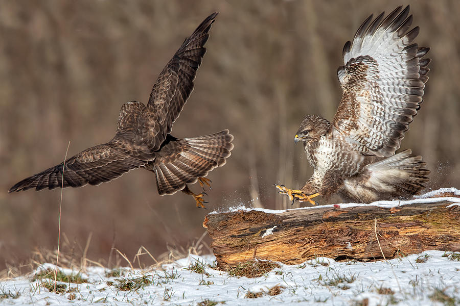 Buzzard Photograph - Buzzards Fighting by Alessandro Catta