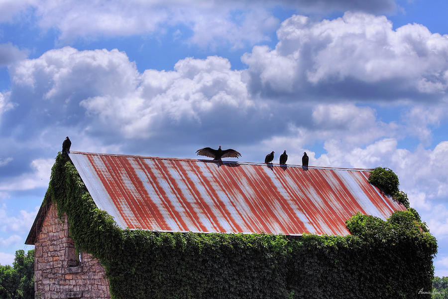 Buzzards On Old Stone Barn Photograph by Anna Louise