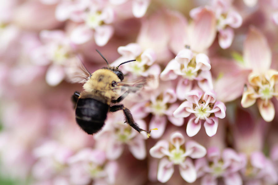 Buzzing for Milkweed Photograph by Todd Henson