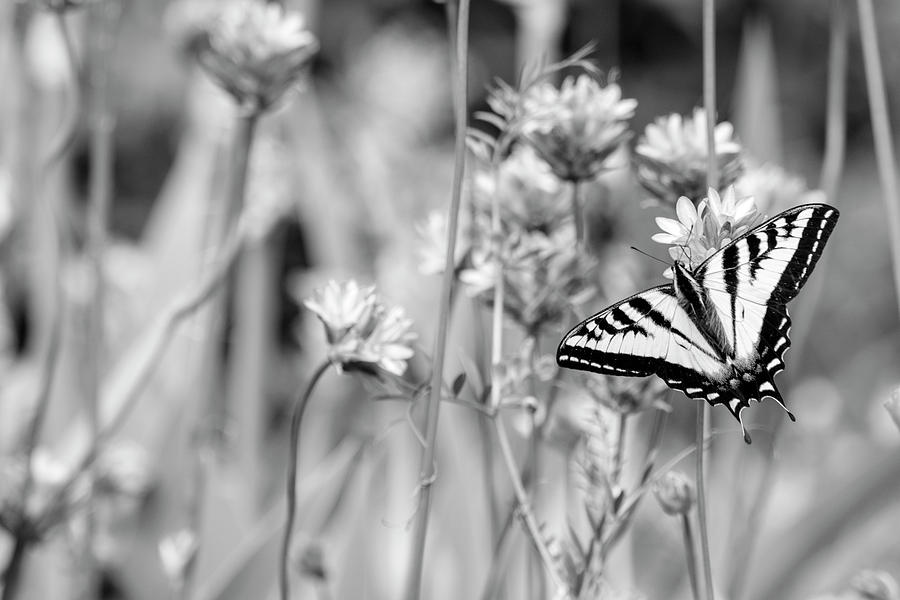 BW Butterfly Photograph by Bonnie Bruno