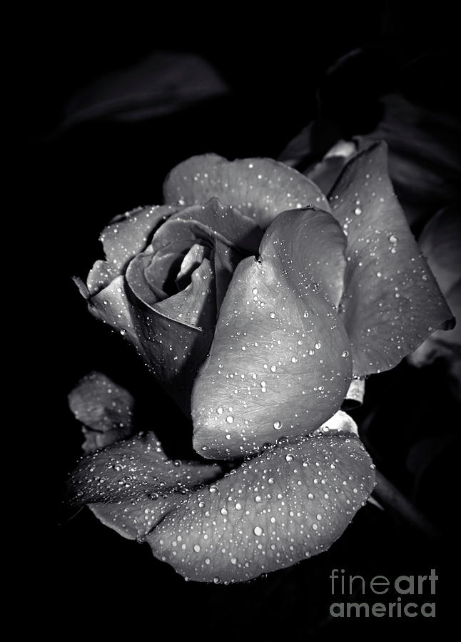 BW - Dark Rose and Raindrops Photograph by Stefano Senise