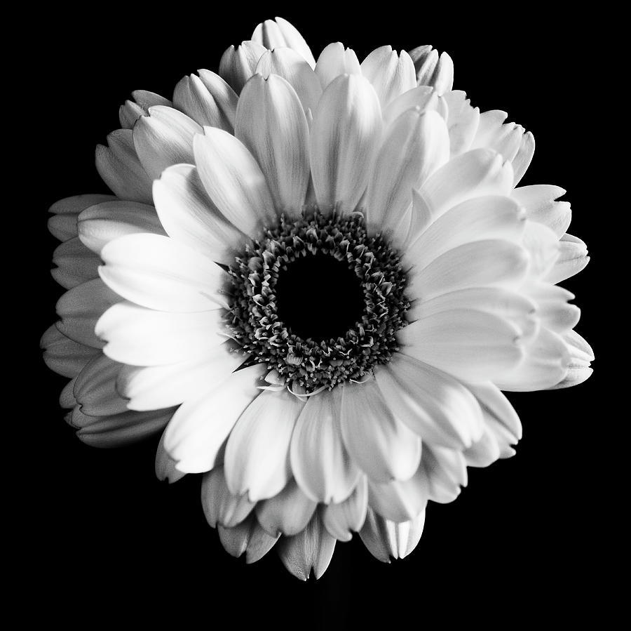 Still Life Photograph - Bw Flower On Black 01 by Tom Quartermaine