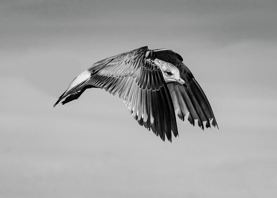 BW Gull In Flight Photograph by Cathy Kovarik