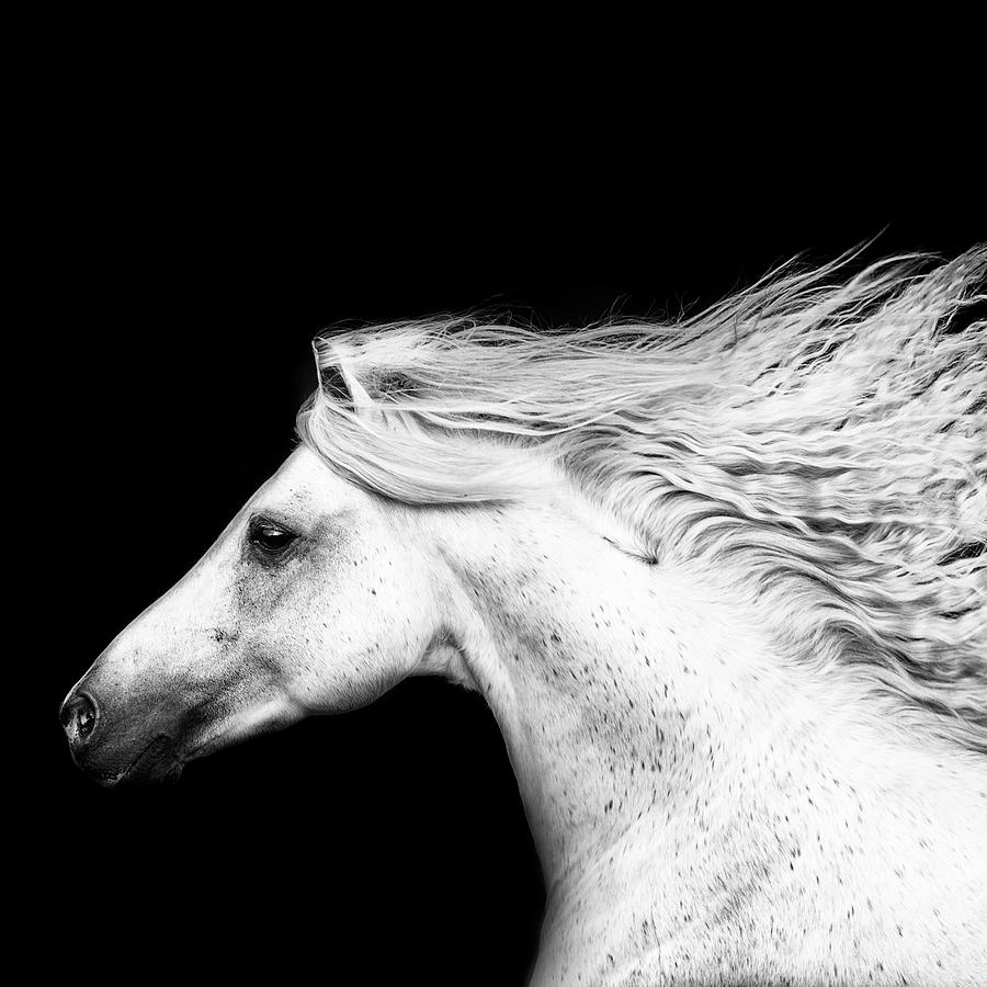 B&w Horses V Photograph by Phburchett