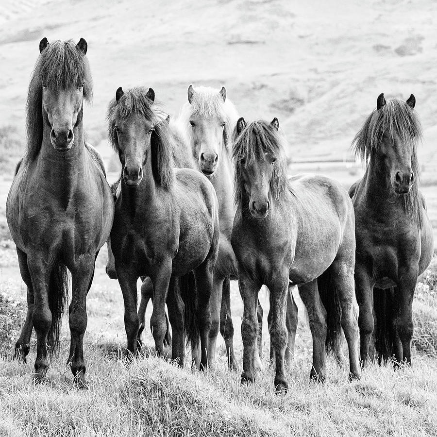 B&w Horses Viii Photograph by Phburchett