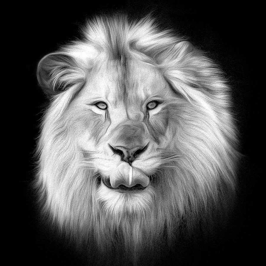 BW Lion King Photograph by Deborah Penland