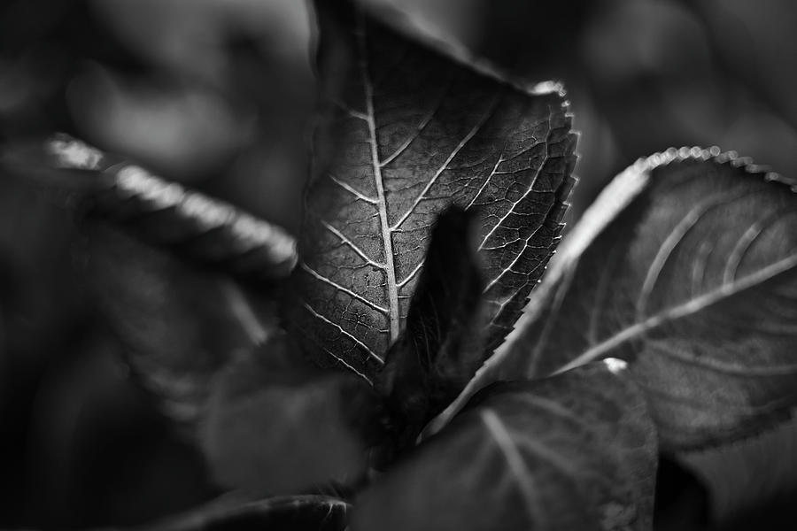 Bw Oakleaf Hydrangea Leaves Photograph