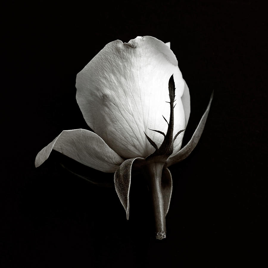 Rose Photograph - Bw Rose On Black 01 by Tom Quartermaine