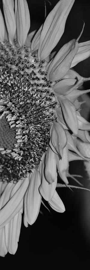 Bw Sunflower #041 Photograph
