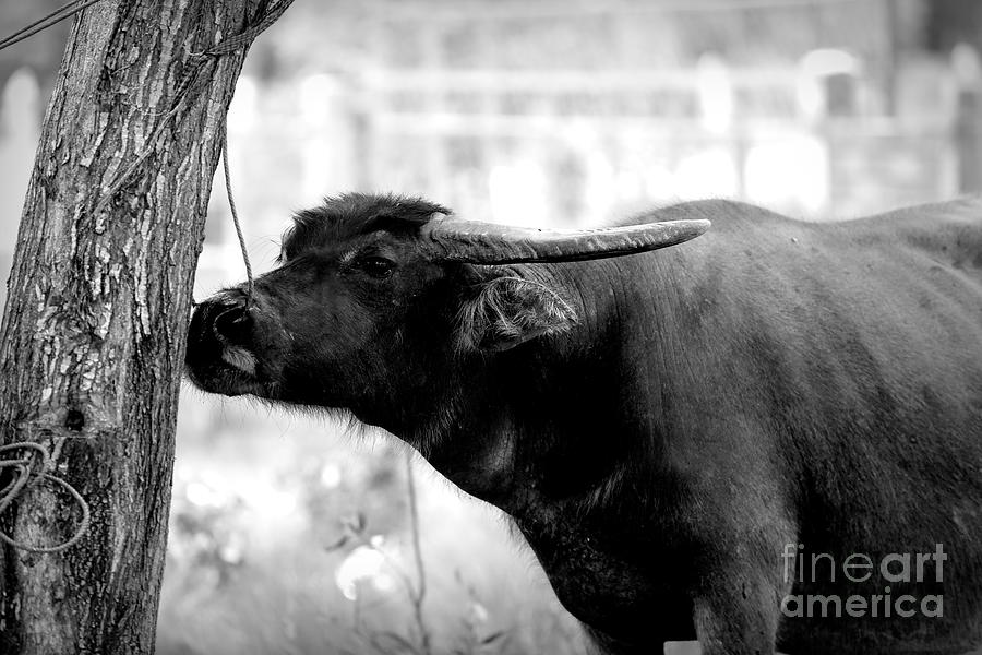 BW Water Buffalo Rope Nose Tree  Photograph by Chuck Kuhn