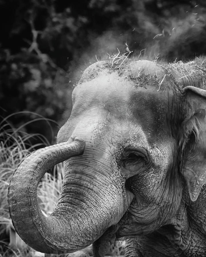 BWElephant by Chris Boulton BWElephant by Chris Boulton