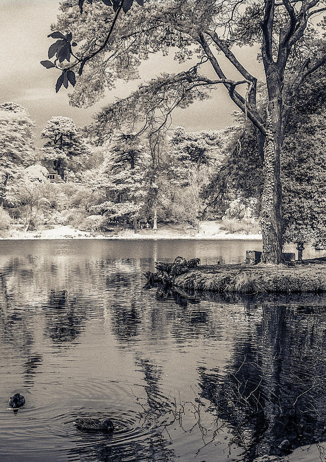 By the Lake by Alan Campbell By the Lake by Alan Campbell