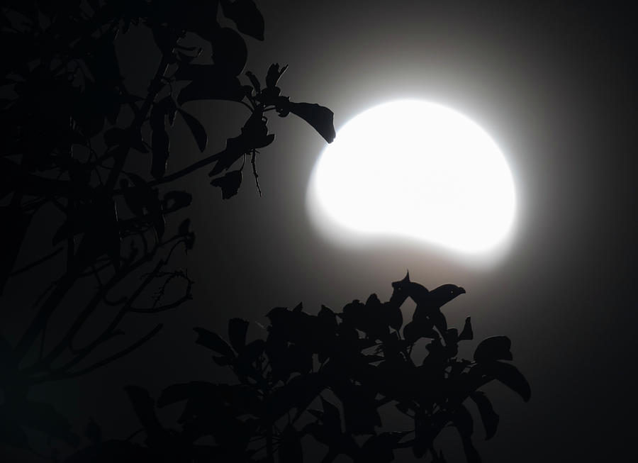 By The Light Of A Partial Moon Photograph