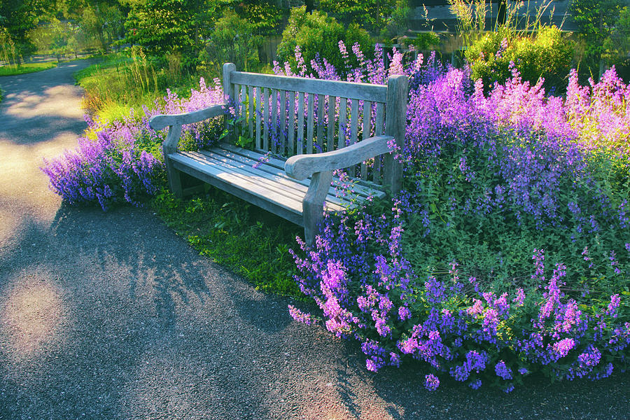 Lavender Photograph - Lovely Lavender by Jessica Jenney Lavender Photograph - Lovely Lavender by Jessica Jenney