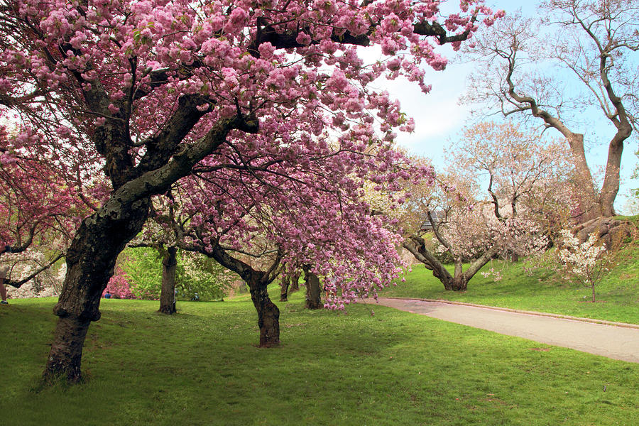 The Cherry Tree Path Photograph by Jessica Jenney