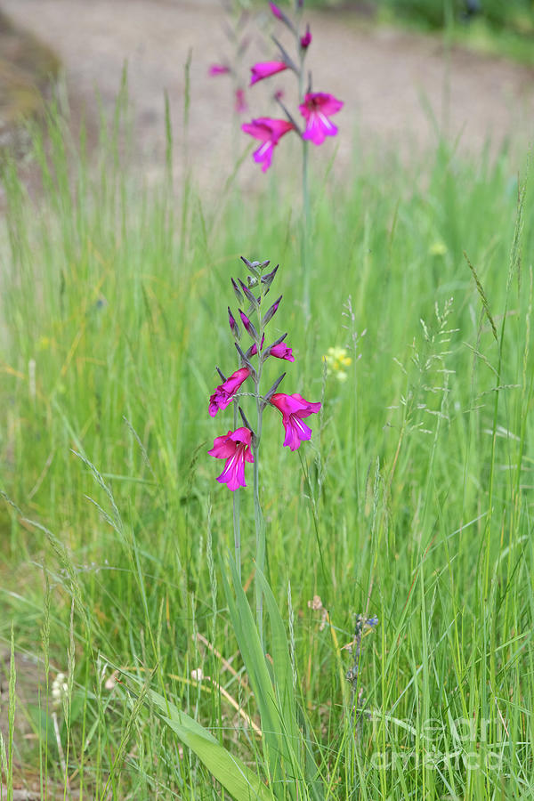 Byzantine Gladiolus Flowers in Long Grass Photograph by Tim Gainey