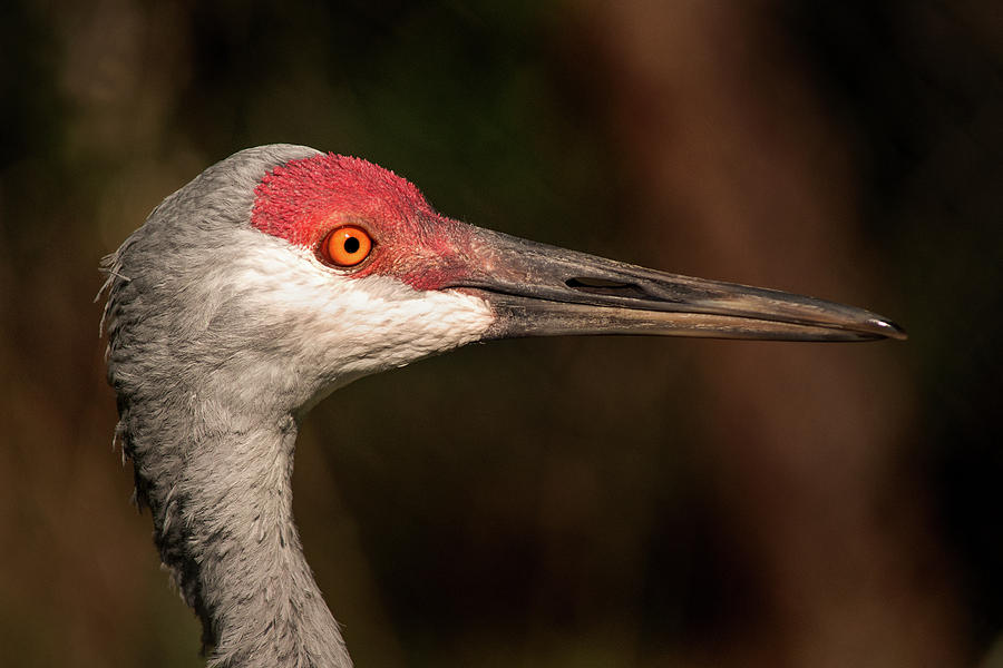 BZ Sandhill Crane Photograph by Don Johnson