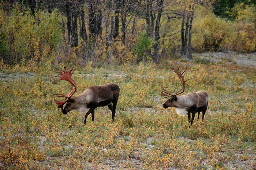 C1 Caribou Feeding On Tundra Photograph By Judy Syring 