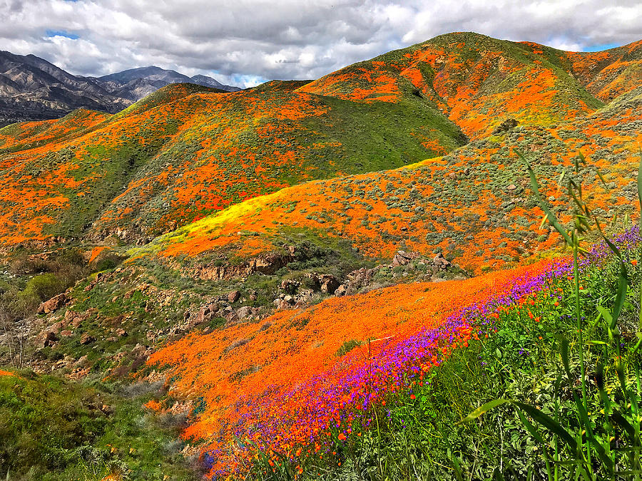 CA Poppy Bloom 2019 Photograph by Holly Caswell - Fine Art America