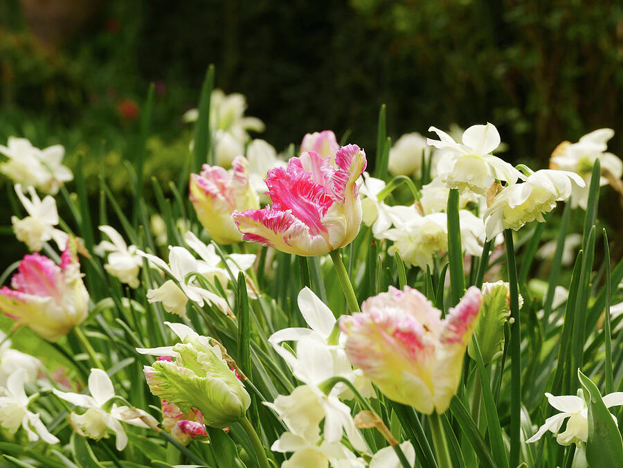 Flower Photograph - cabanna Parrot Tulips And white Marvel Daffodils In A Garden by Brigitte Niemela