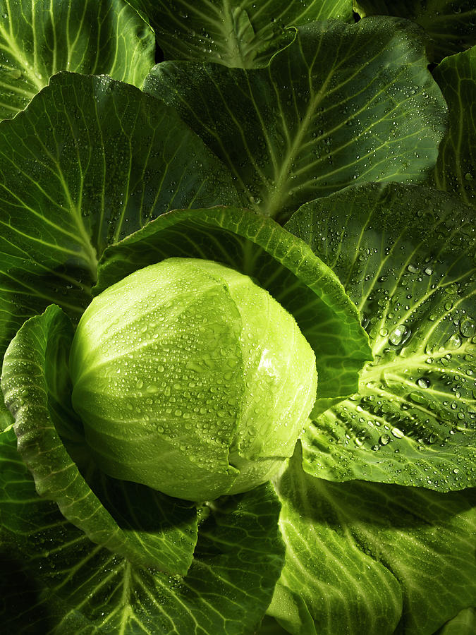 Cabbage Photograph by Biwa Studio