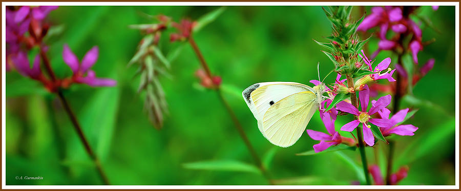 Cabbage Butterfly on Purple Loosestrife Wildflowers Photograph by A Macarthur Gurmankin