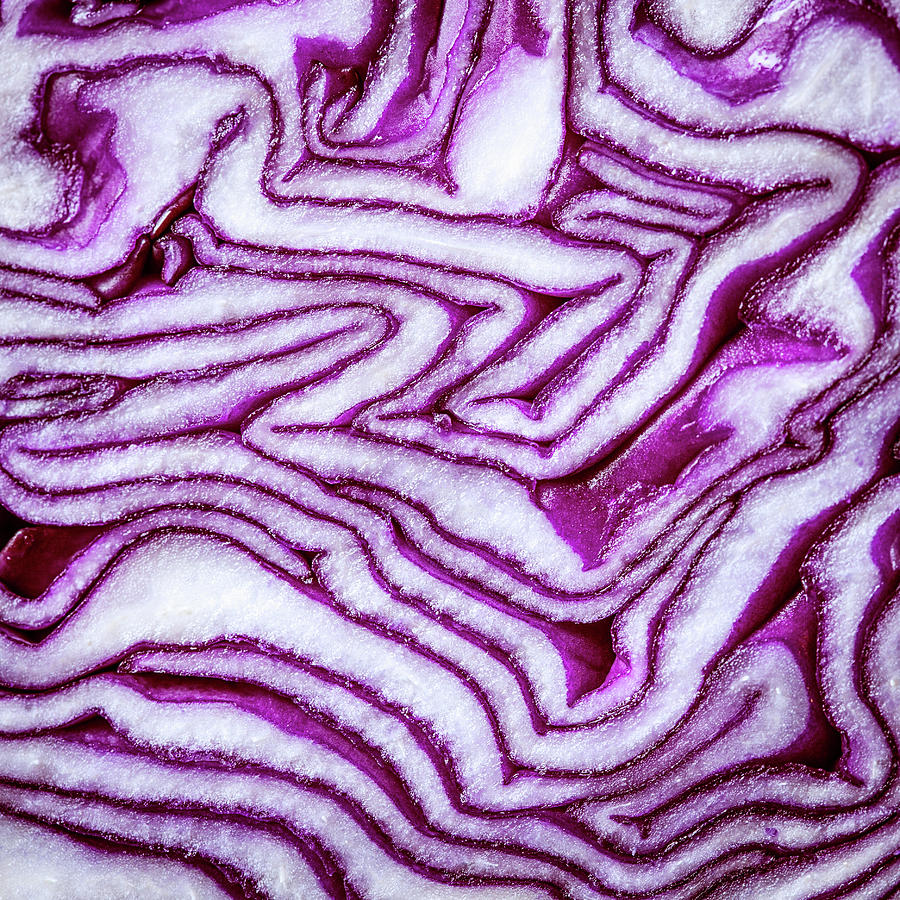 Cabbage Closeup Photograph by Ryanjlane