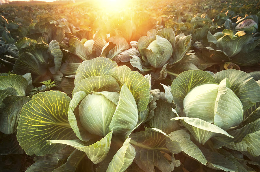Cabbage Field At Sunset Photograph by Rubberball