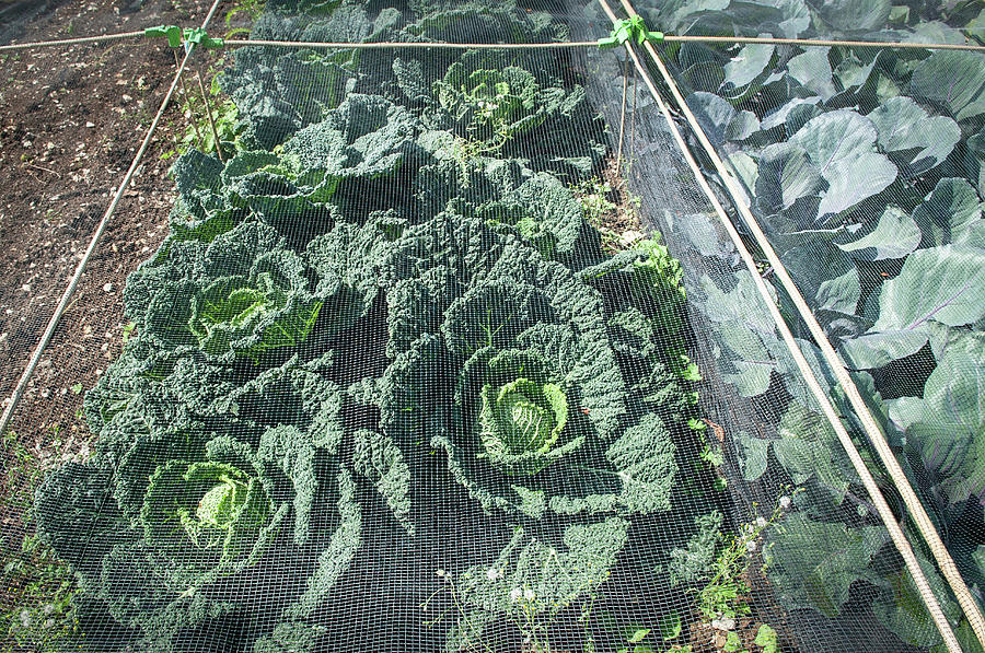 Cabbage In The Garden Photograph by Rob Whitrow