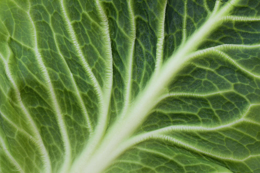 Cabbage Leaf Photograph by Andyd