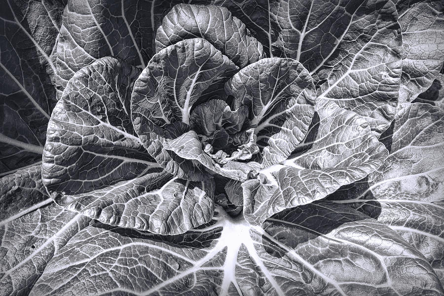 Cabbage Photograph - Cabbage Leaves Black And White by Ann Powell