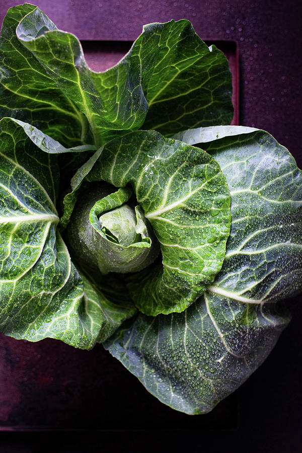 Cabbage Photograph by Monika Grabkowska